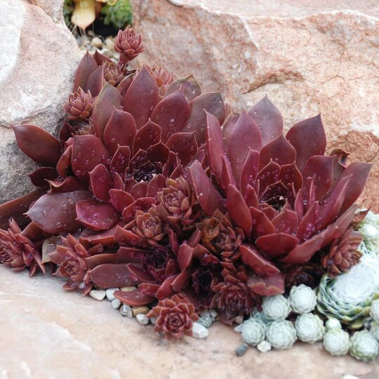 CHOCOLATE KISS™ Succulent Plant by Chick Charms® Hens & Chicks Sempervivum Live Plant