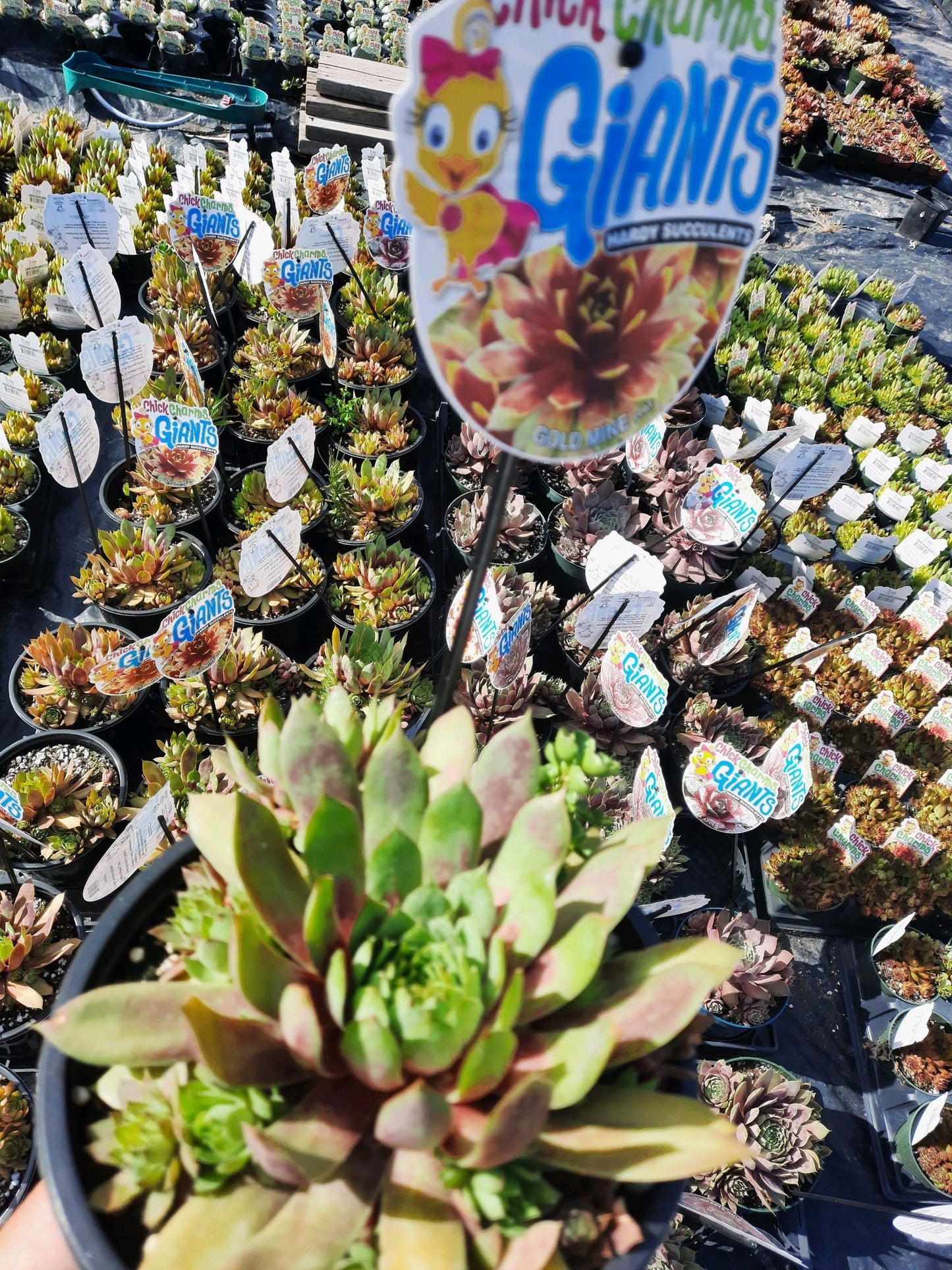 Gold Mine Giant Succulent - Hens & Chicks Houseleek Sempervivum Plant by Chick Charms® Giants Collection - 6 inch pot