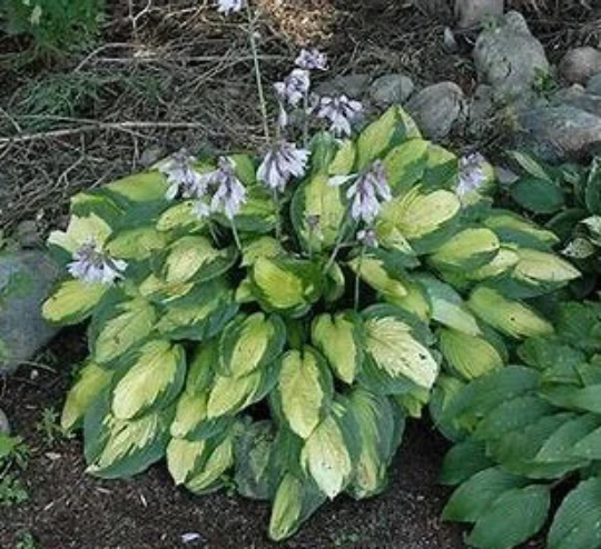 Hosta Undulata Mediovariegata - Wavy Plantain Lily Plant - 6 inch pot
