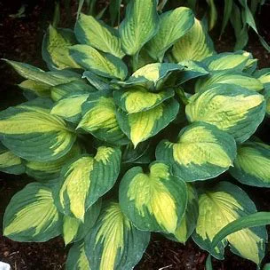 Hosta Undulata Mediovariegata - Wavy Plantain Lily Plant - 6 inch pot