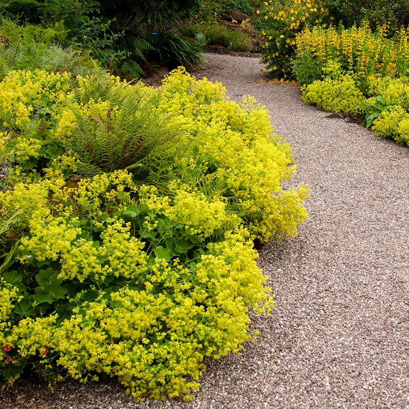 Lady's Mantle Atchemilla Mollis - 1 quart pot