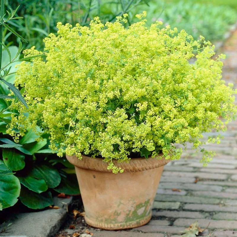 Lady's Mantle Atchemilla Mollis - 1 quart pot