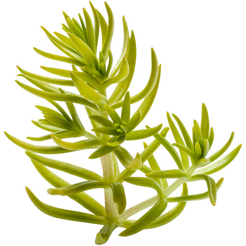Lemon Coral Sedum Stonecrop by Proven Winners – 1 Quart Pot