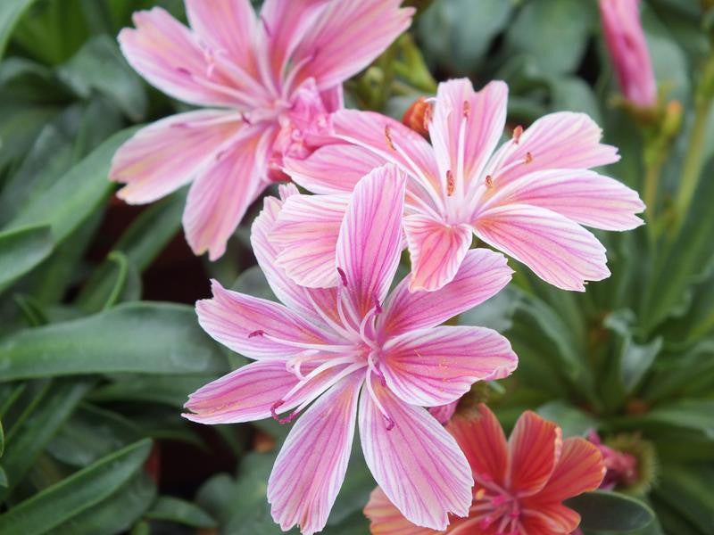 Little Plum Bitterroot - Lewisia Longipetala Succulent Plant - 1 quart pot