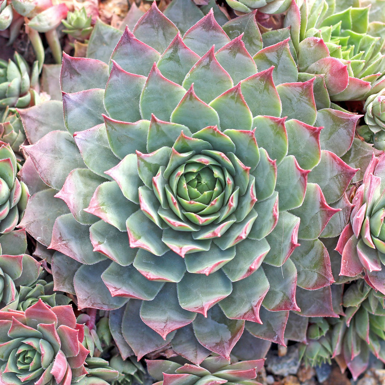 Lilac Time Succulent - Hens & Chicks Houseleek Sempervivum Plant - 4 inch pot