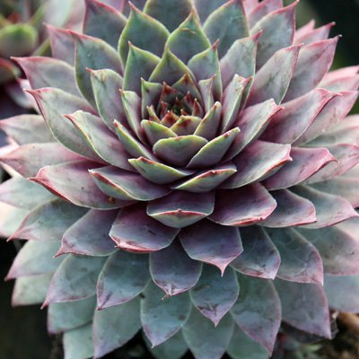 Lilac Time Succulent - Hens & Chicks Houseleek Sempervivum Plant - 4 inch pot