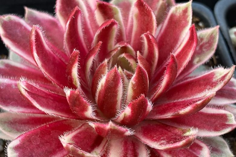 Lotus Blossom Succulent Hen and Chicks Sempervivum Plant by Chick Charms® - 4 inch pot