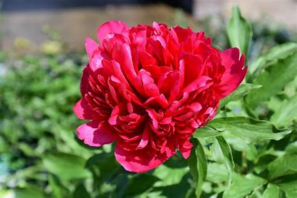 Many Happy Returns Peony - Prize Winning Plant - 1.5 gallon pot