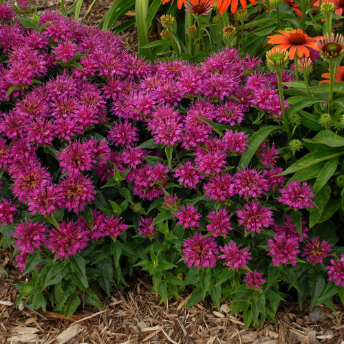 Pardon My Purple Bee Balm Monarda Plant by Proven Winners™ - 1 gallon pot