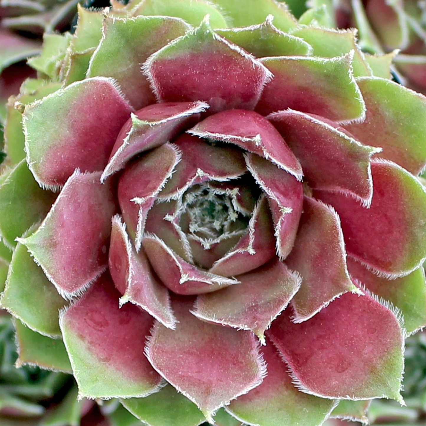 Moss Rose Succulent - Hens and Chicks Sempervivum Cold-Hardy Sempervivum Plant - 4 inch pot