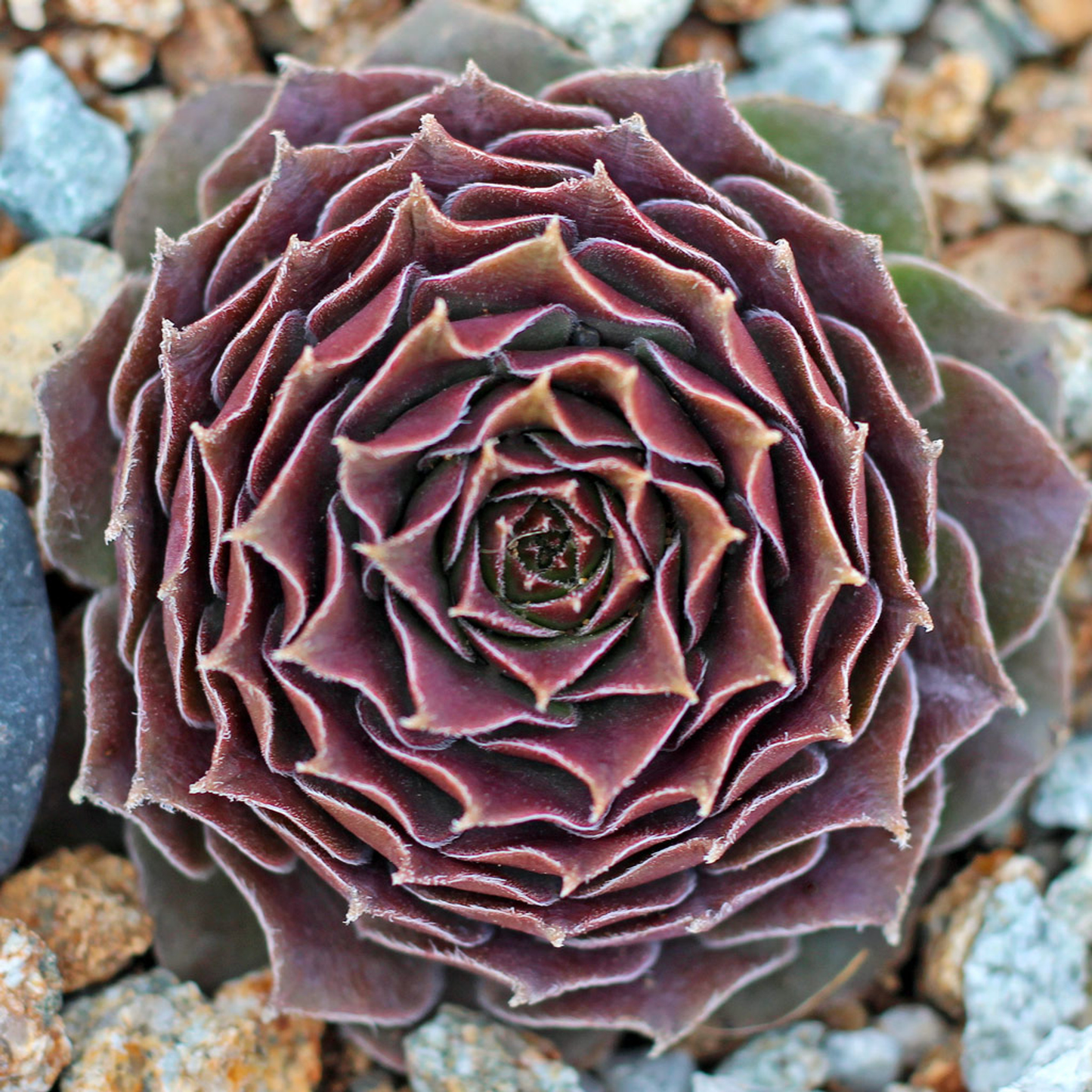 Moss Rose Succulent - Hens and Chicks Sempervivum Cold-Hardy Sempervivum Plant - 4 inch pot