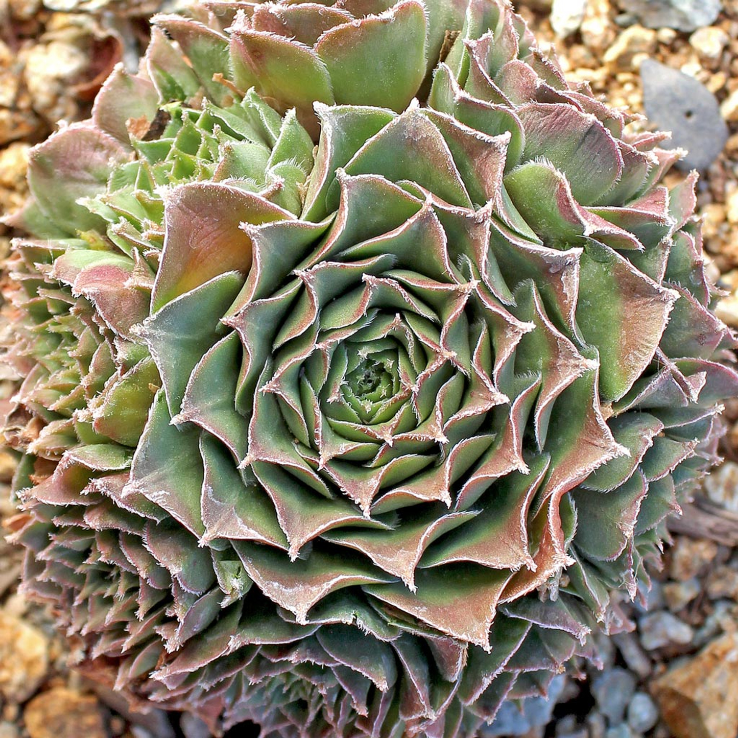 Moss Rose Succulent - Hens and Chicks Sempervivum Cold-Hardy Sempervivum Plant - 4 inch pot