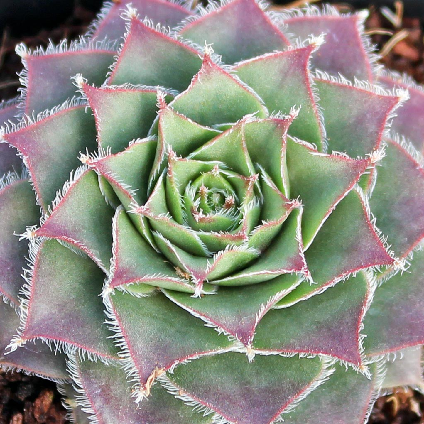 Moss Rose Succulent - Hens and Chicks Sempervivum Cold-Hardy Sempervivum Plant - 4 inch pot