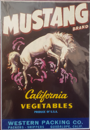Vintage Mustang Horse Picture