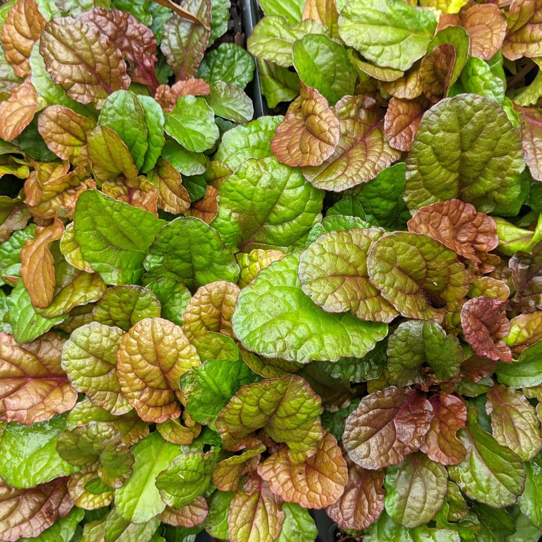 Parrot Paradise Ajuga Bugleweed Plant by Feathered Friends™ - 4 inch pot