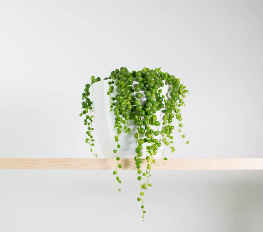 String of Pearls Succulent - Senecio Rowleyanus Houseplant - 4 inch pot