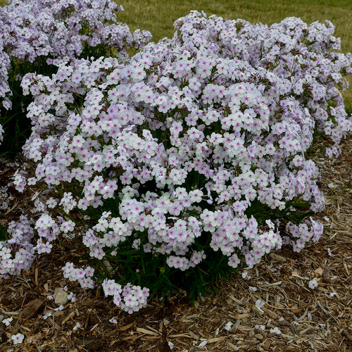 Opening Act Pink-a-Dot Garden Phlox Plant by Proven Winners™ - 1.5 gallon pot