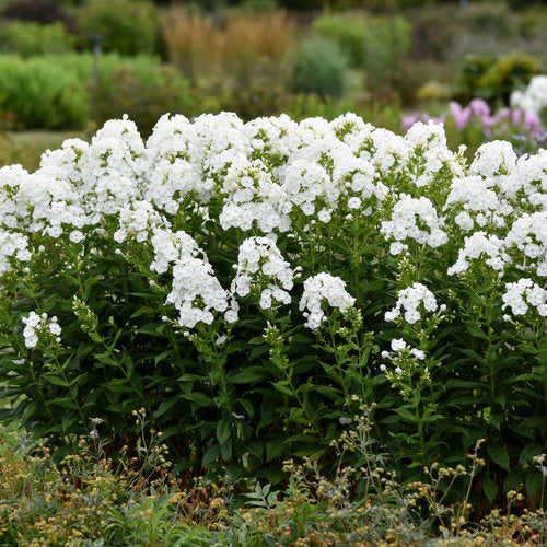 Backlight Garden Phlox Plant from the Luminary® Collection by Proven Winners™ - 1.5 gallon pot
