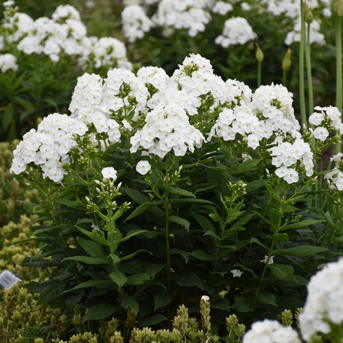 Backlight Garden Phlox Plant from the Luminary® Collection by Proven Winners™ - 1.5 gallon pot