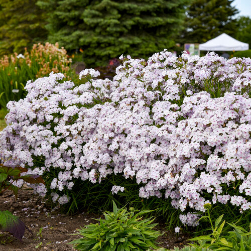 Opening Act Pink-a-Dot Garden Phlox Plant by Proven Winners™ - 1.5 gallon pot
