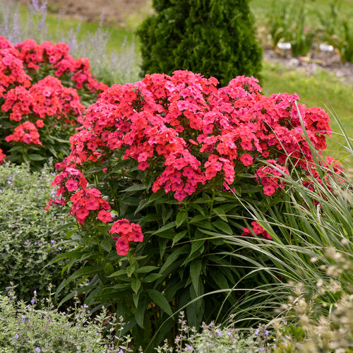 Sunset Coral Garden Phlox Plant from the Luminary® Collection by Proven Winners™ - 1.5 gallon pot