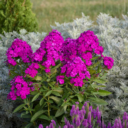 Ultraviolet Garden Phlox Plant from the Luminary® Collection by Proven Winners™ - 1.5 gallon pot