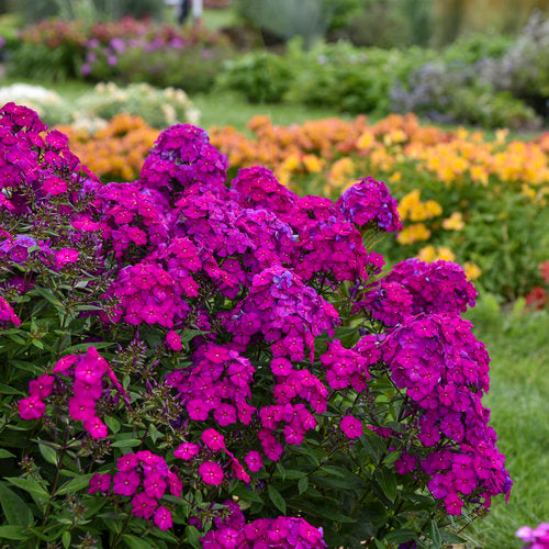 Ultraviolet Garden Phlox Plant from the Luminary® Collection by Proven Winners™ - 1.5 gallon pot