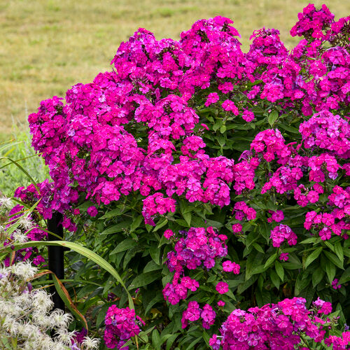 Ultraviolet Garden Phlox Plant from the Luminary® Collection by Proven Winners™ - 1.5 gallon pot