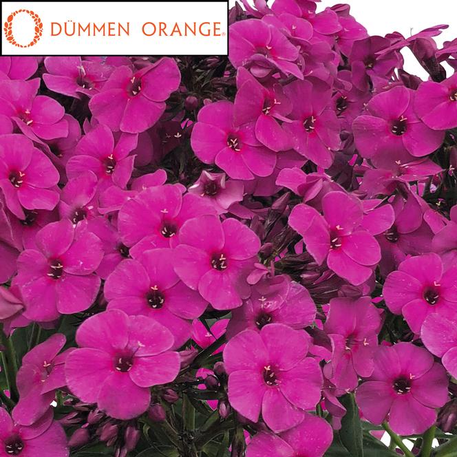 Early Magenta™ Garden Phlox Flowering Plant - 1 gallon pot