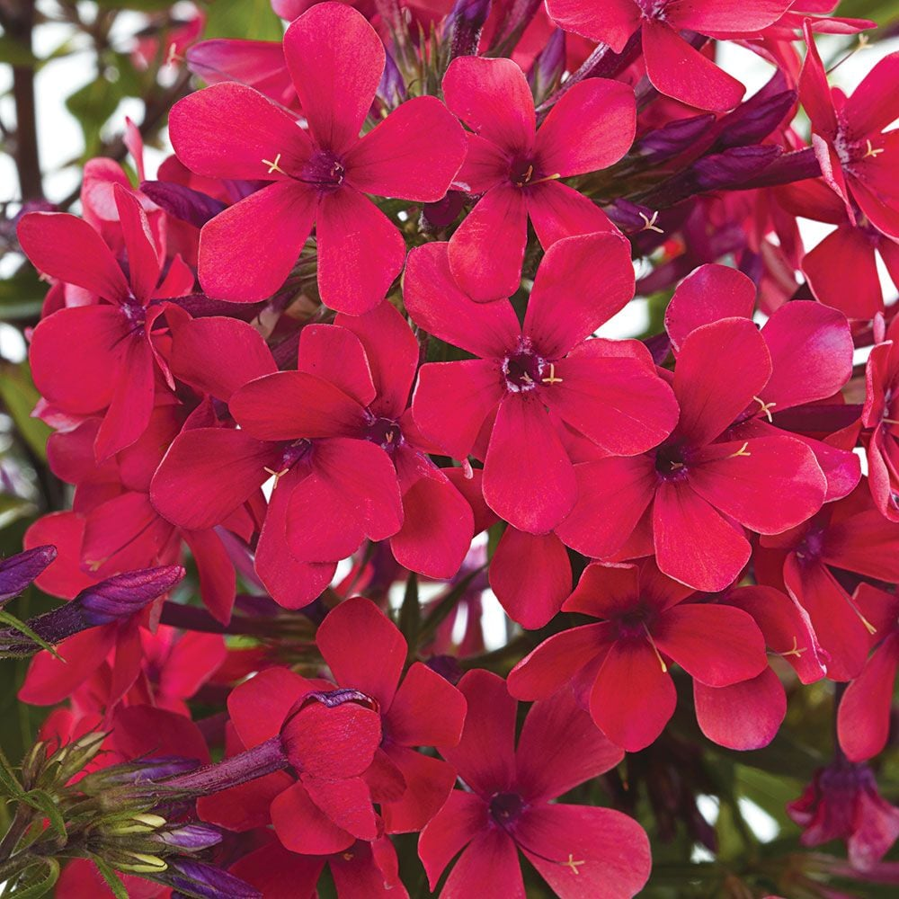 Early Red™ Garden Phlox Flowering Plant - 1 gallon pot
