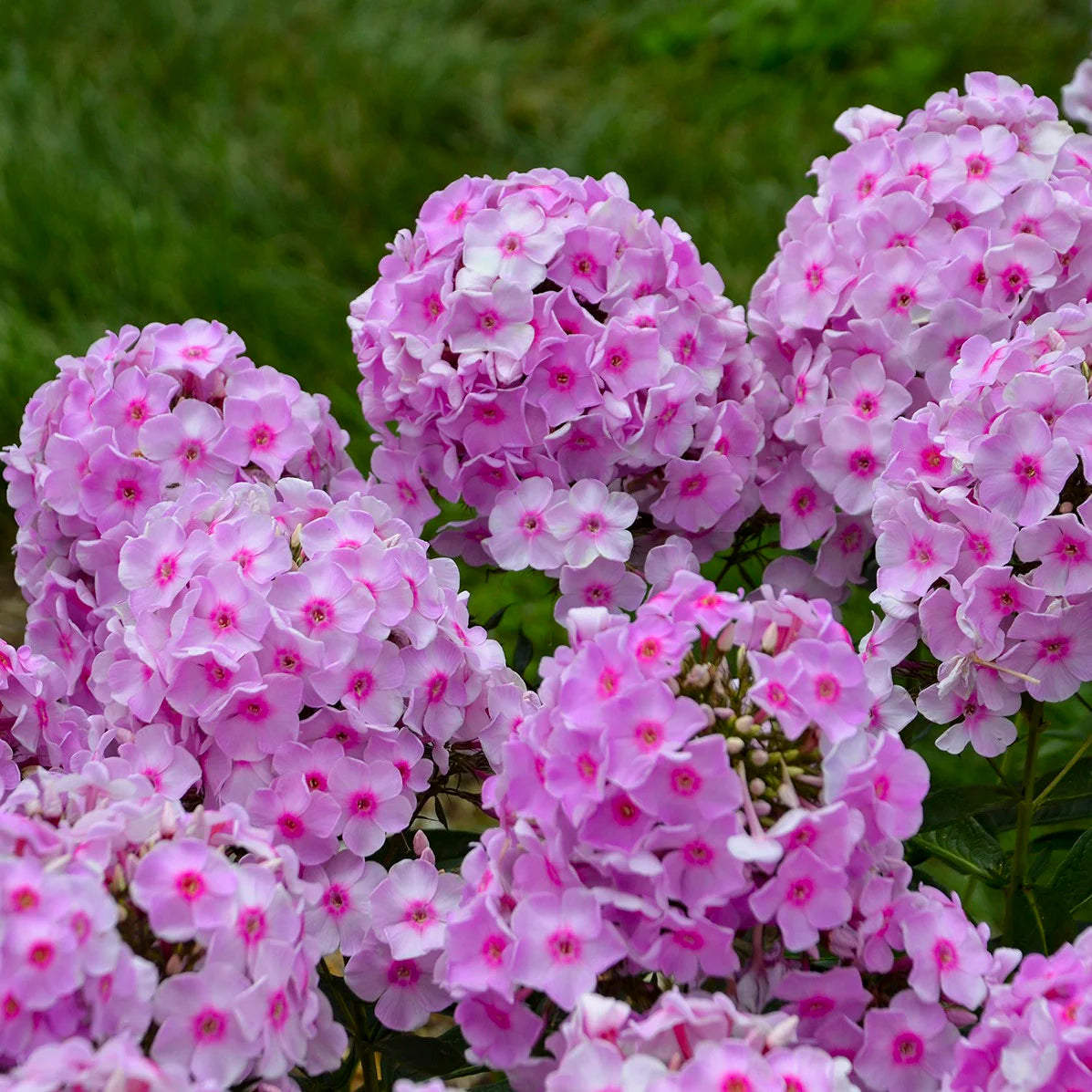 Opalescence Tall Garden Phlox Plant from the Luminary® Collection by Proven Winners™ - 1.5 gallon pot