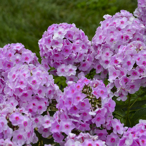 Opalescence Tall Garden Phlox Plant from the Luminary® Collection by Proven Winners™ - 1.5 gallon pot