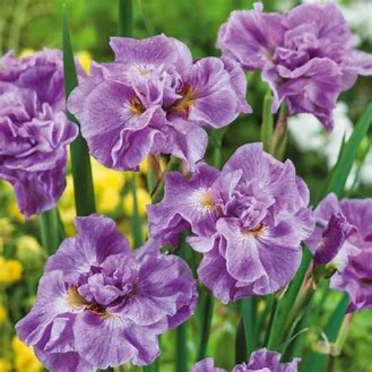 Pink Parfait Siberian Iris Sibirica Plant - 1 Gallon Pot