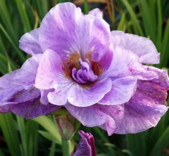 Pink Parfait Siberian Iris Sibirica Plant - 1 Gallon Pot