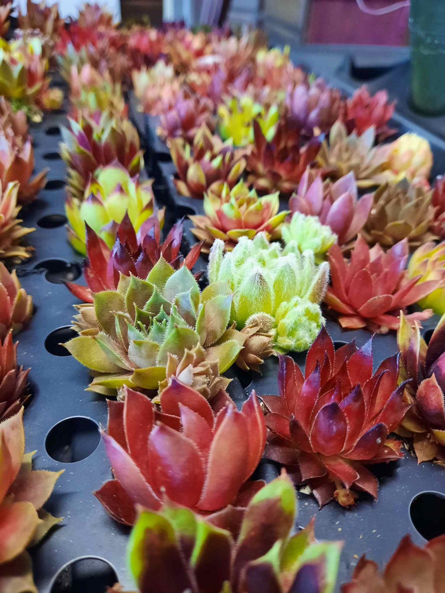 Hens & Chicks Succulent Plugs (Sempervivum) – Assorted Variety | Sold by the Dozen