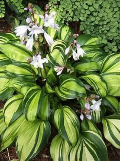 Rainbow's End Variegated Hybrid Hosta Plant - 1 gallon pot