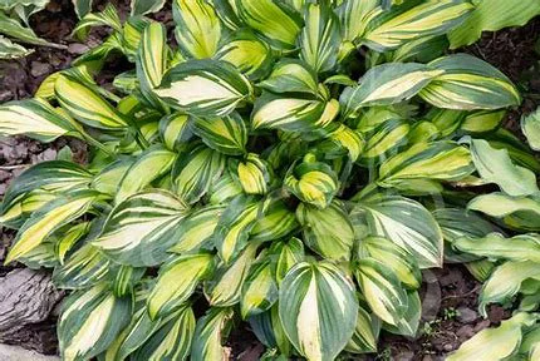 Rainbow's End Variegated Hybrid Hosta Plant - 1 gallon pot