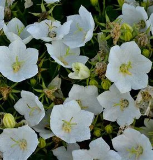 Rapido White Bellflower - Carpathian Campanula Flowering Plant - 4" pot