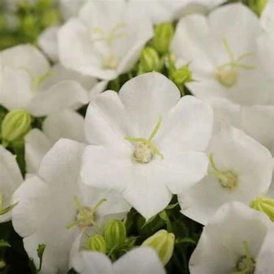 Rapido White Bellflower - Carpathian Campanula Flowering Plant - 4" pot