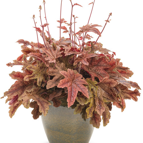 Red Rover Foamflower - Heucherella Plant by Proven Winners™ - 1 quart pot
