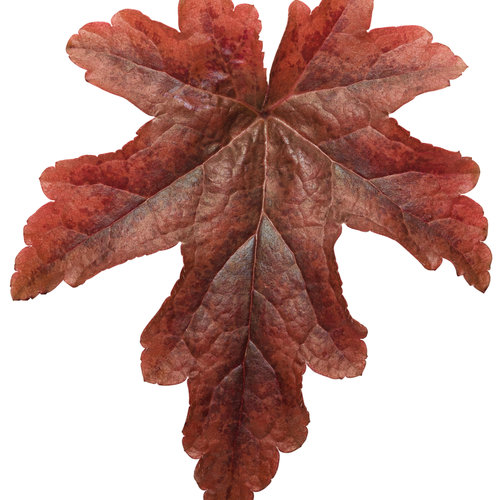 Red Rover Foamflower - Heucherella Plant by Proven Winners™ - 1 quart pot