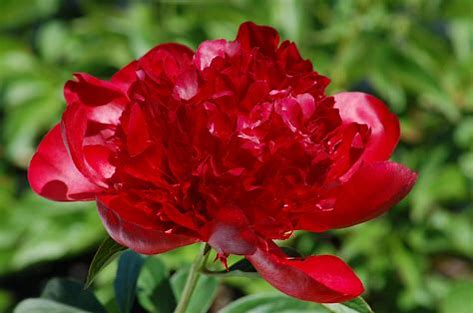 Red Charm Peony Plant - 1.5 gallon pot