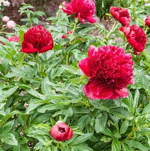 Red Charm Peony Plant - 1.5 gallon pot