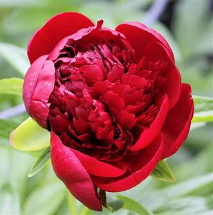 Red Charm Peony Plant - 1.5 gallon pot