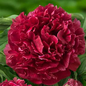Red Magic Peony Plant - 1.5 gallon pot