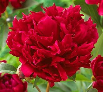 Red Magic Peony Plant - 1.5 gallon pot