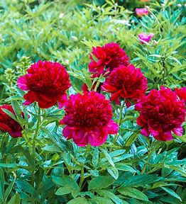 Red Magic Peony Plant - 1.5 gallon pot