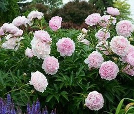 Sarah Bernhardt Double Peony Plant - 1.5 Gallon Pot