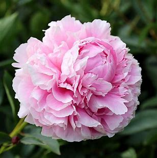 Sarah Bernhardt Double Peony Plant - 1.5 Gallon Pot
