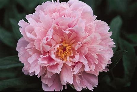 Sarah Bernhardt Double Peony Plant - 1.5 Gallon Pot